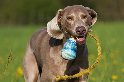 Dog playing in field with kong toy.