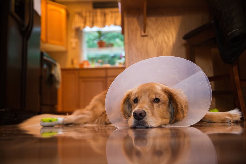 8 Dog Cone Alternatives That Actually Work