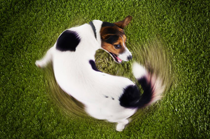 Dog chasing his tail in a circle.