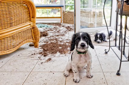 Puppy looking guilty in front of mess