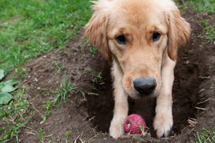 Why Does My Dog... Dig?