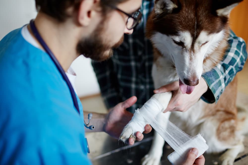 Injured dog being cared for by a vet