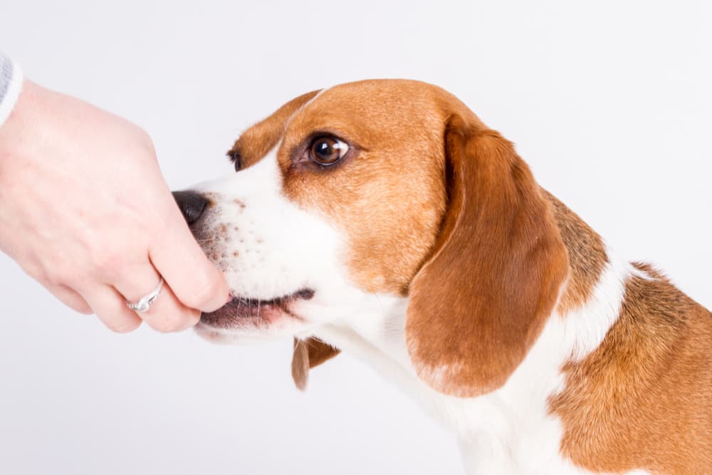 Dog getting a vitamin from owner