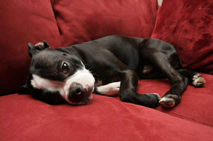 Dog on couch