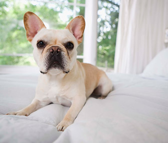 Dog Taking Over Your Bed? Training Can Help You Both Sleep Soundly