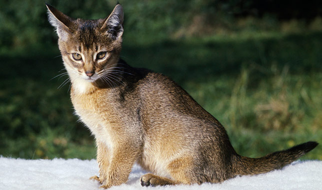 Abyssinian Cat Breed