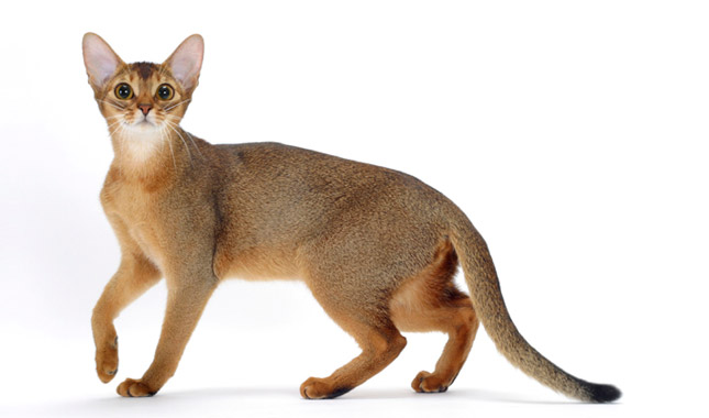 Abyssinian Cat Breed