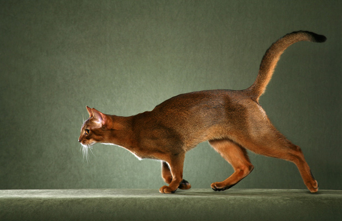 Abyssinian Running