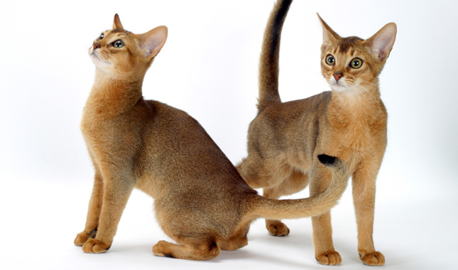 Two Abyssinian Cats