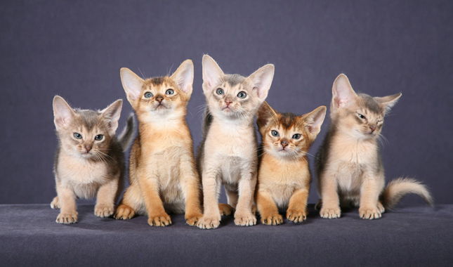 Five Abyssinian Kittens