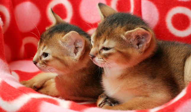 Two Abyssinian Kittens in Cat Bed