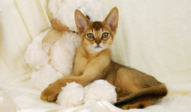 Abyssinian