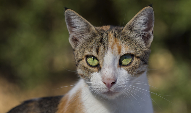 Aegean Cat