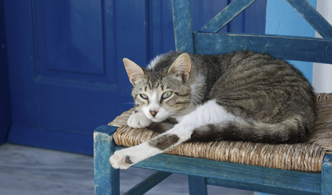 Aegean cat on a chair