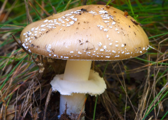 Amanita Gemmata — "Jeweled Death Cap"