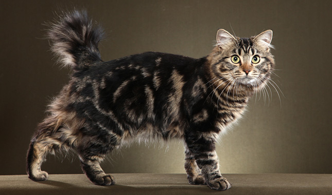 American Bobtail cat