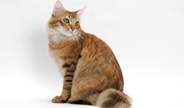 Orange American Bobtail sitting