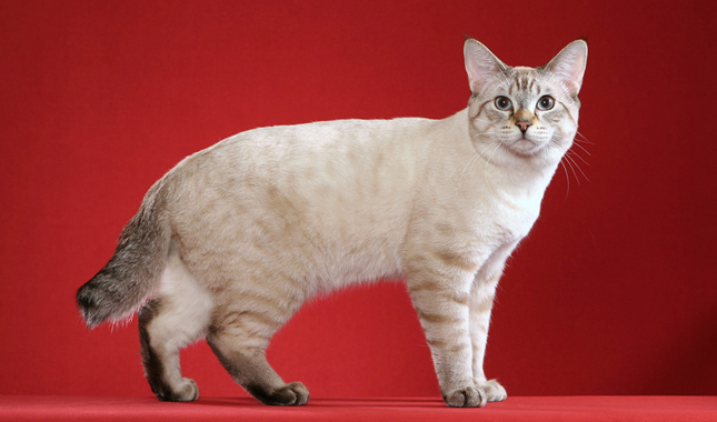 American Bobtail on Red Background