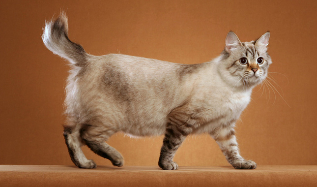 American Bobtail