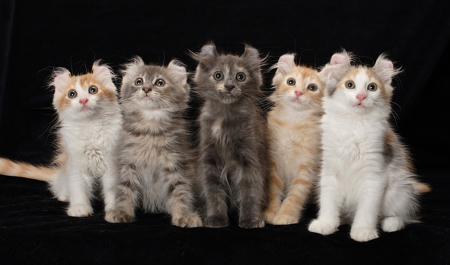 Five American Curl Kittens