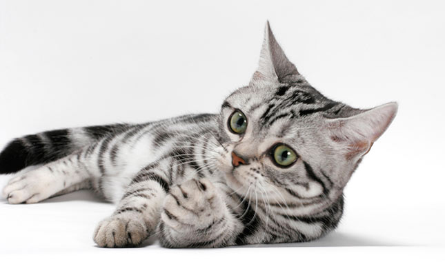 American Shorthair cat laying down