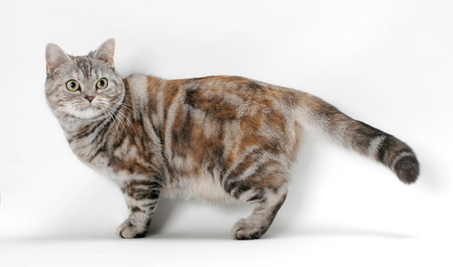 American Shorthair cat white background