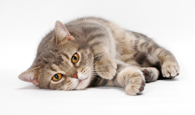 American Shorthair Looking at Camera