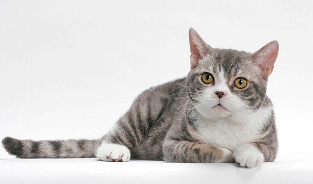 American Wirehair cat