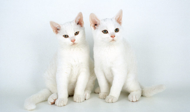 American Wirehair kittens