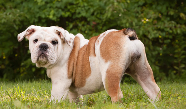 Bulldog