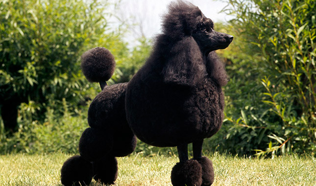 Poodle