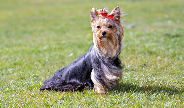 Yorkshire Terrier