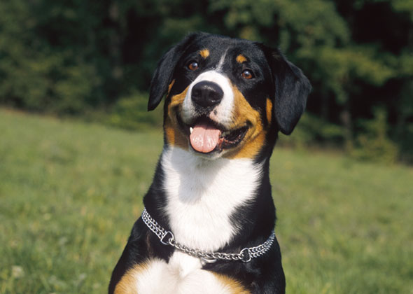 Entlebucher Mountain Dog