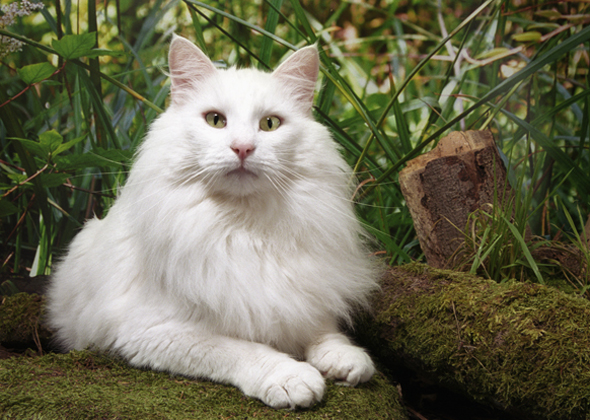 Norwegian Forest Cat