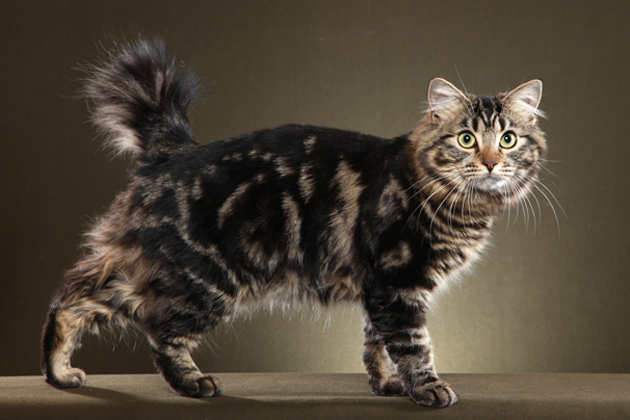 American Bobtail