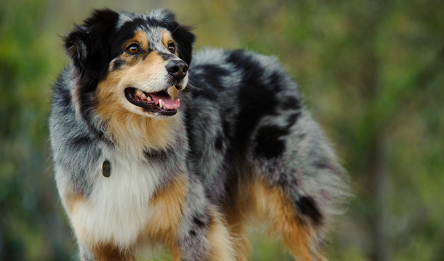 Australian Shepherd