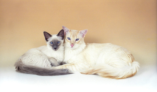 Two Balinese cats