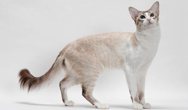 Balinese cat