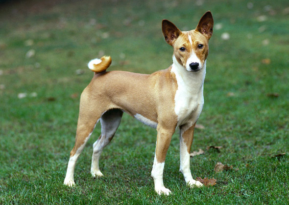 Basenji