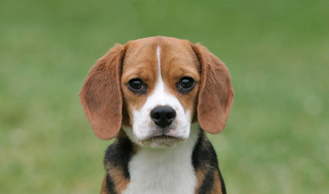 Beagle dog breed