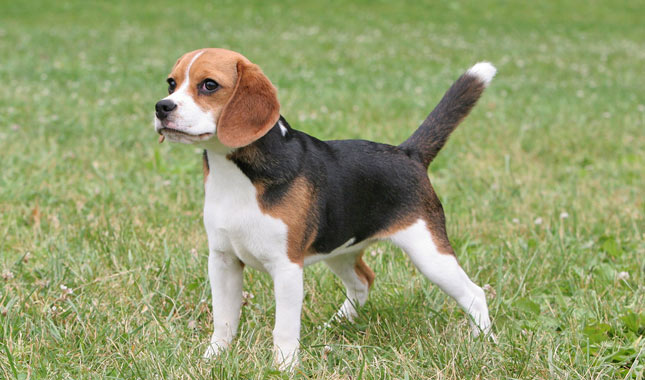 Beagle Dog Breed