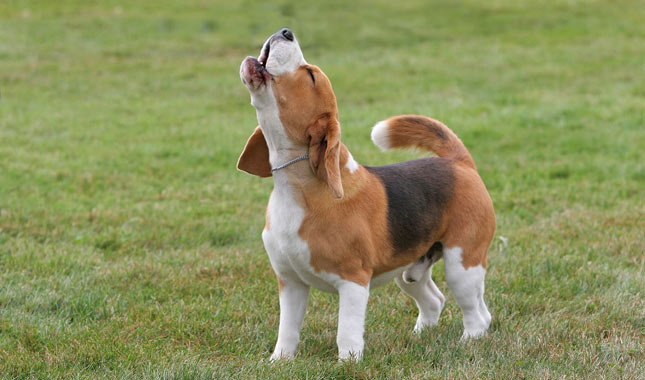 Beagle Dog Breed