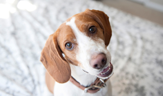 Lemon Beagle Smiling at Camera