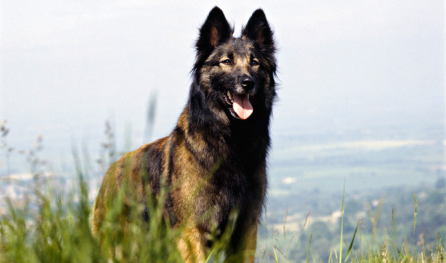 Belgian Tervuren