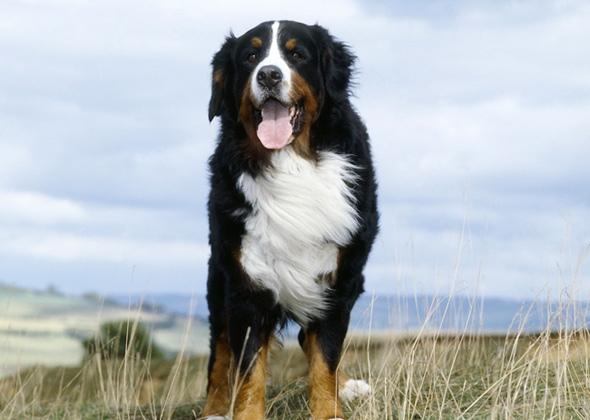 No. 6: Bernese Mountain Dog