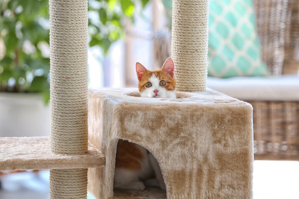 Best Cat Trees for Climbing Felines