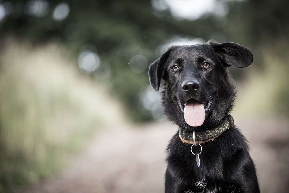 Happy dog outside with tongue out