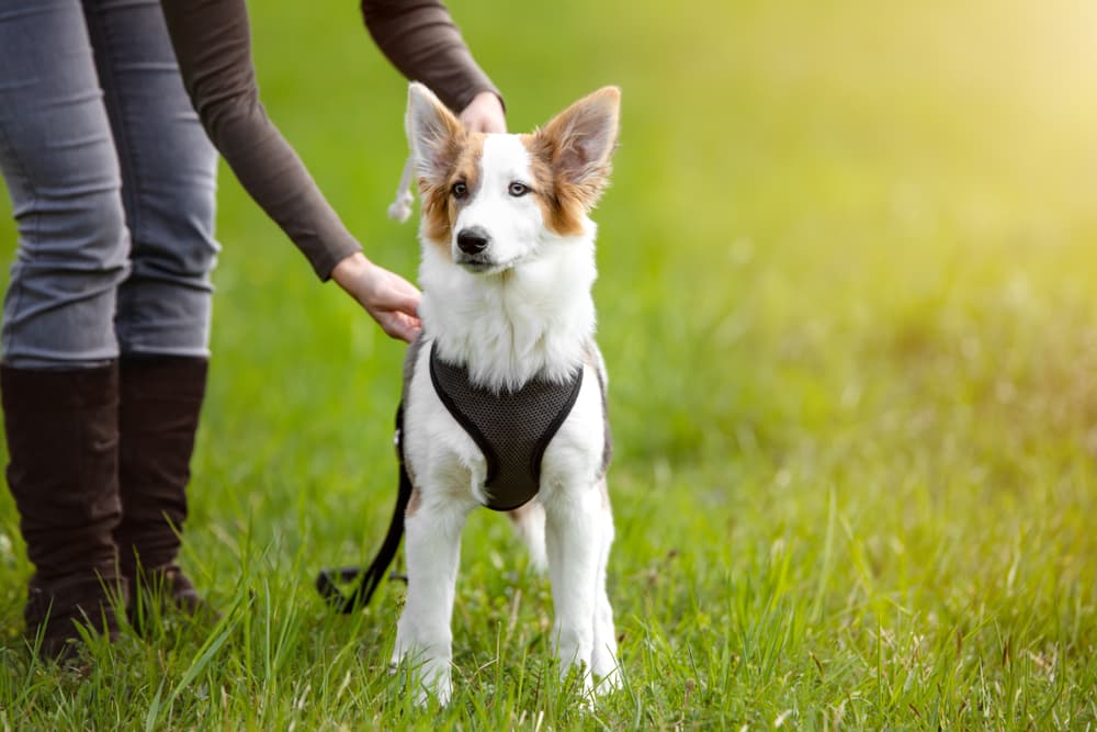 Best Dog Harness: Finding the Right Fit For Your Pet