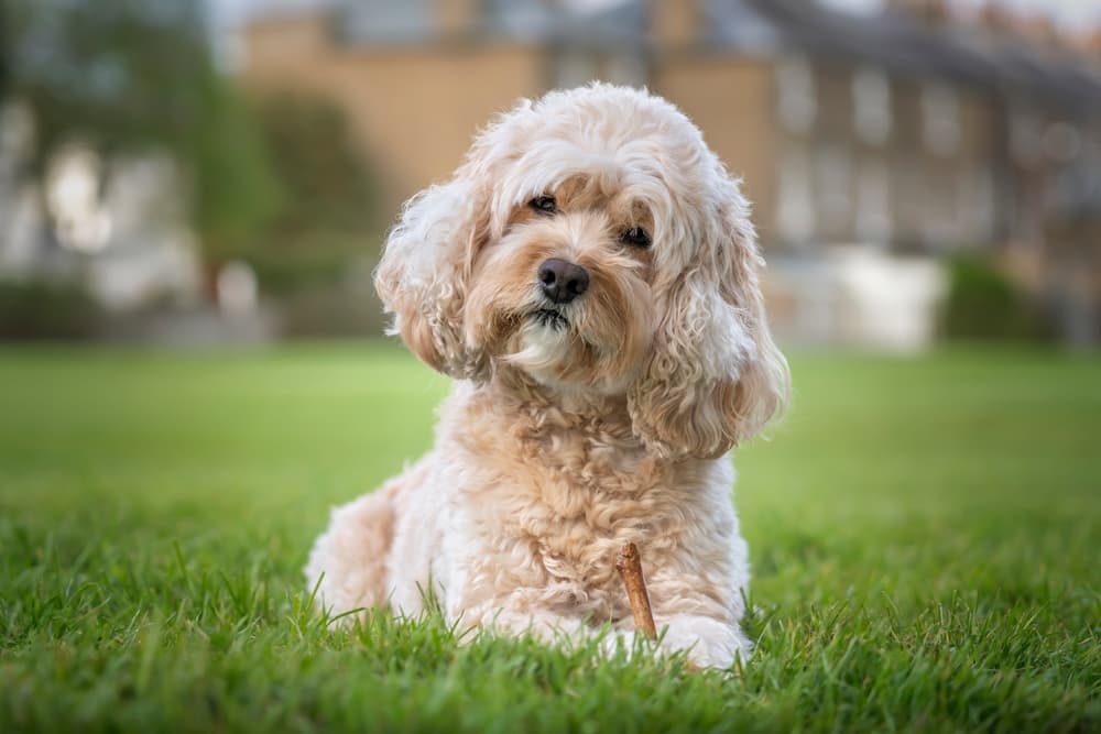 Dog head tilted waiting for owner to take his temperature