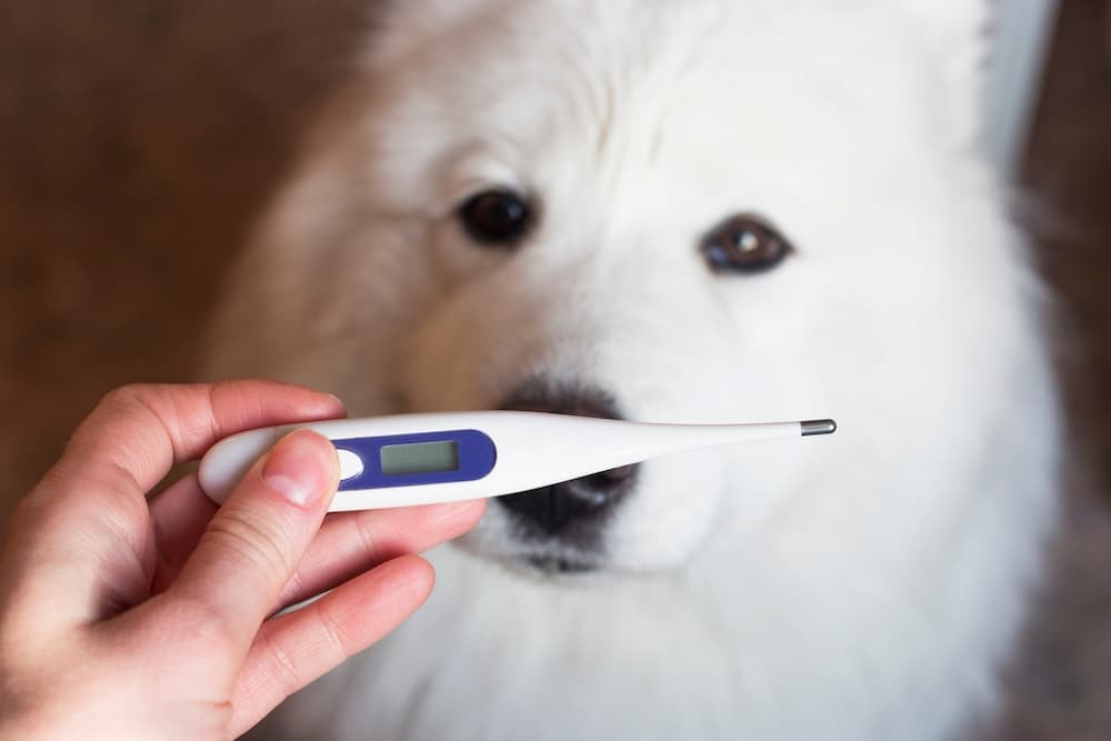 6 Best Vet-Approved Dog Thermometers of 2024